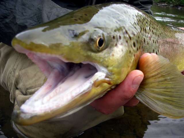 Delaware River Hatch Chart